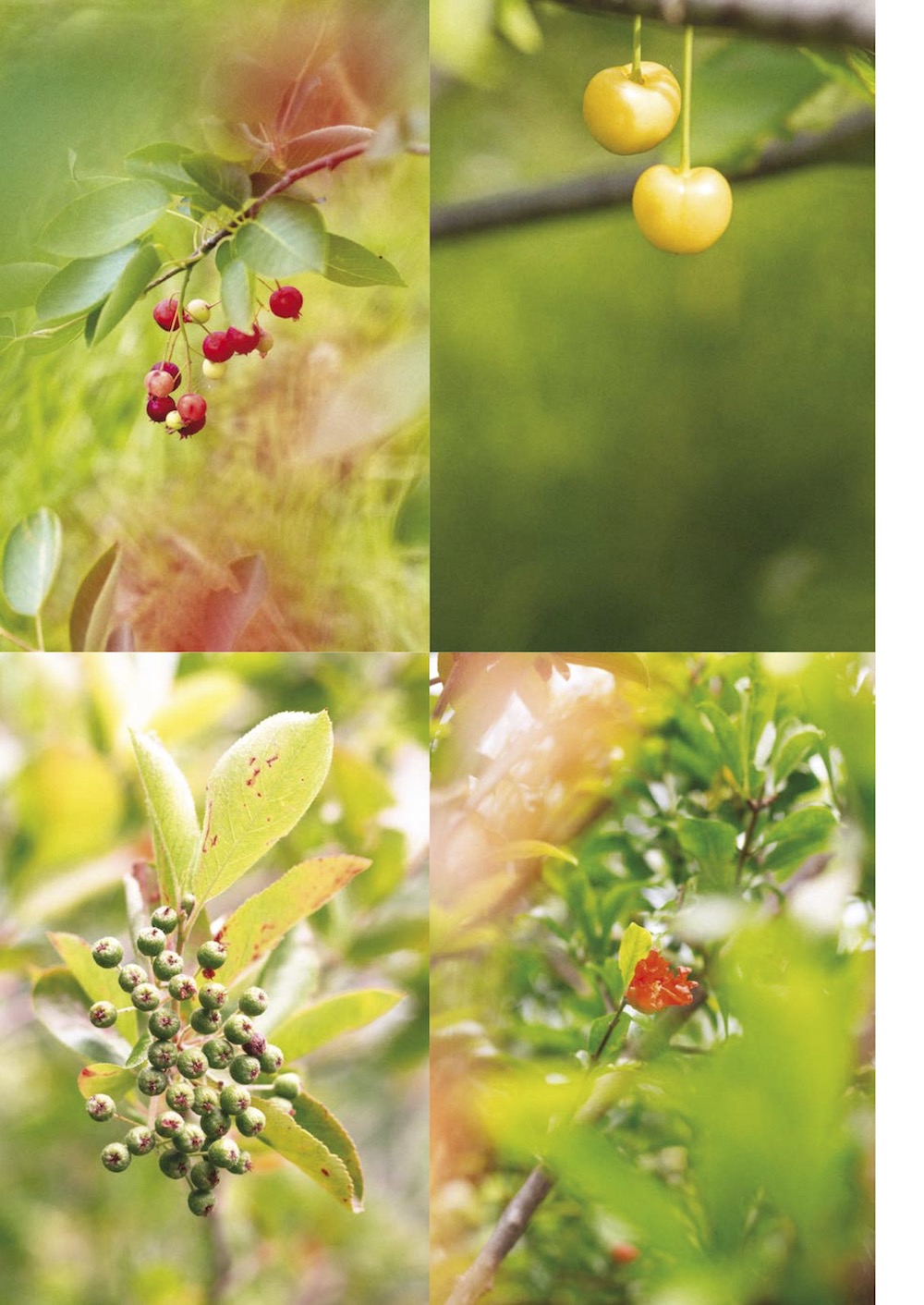 for Robida 11: Orchard frutteto sadovnjak